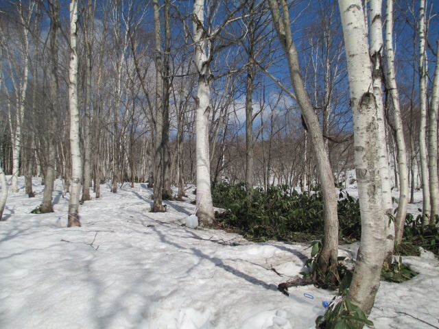 來一場北海道的白樺樹森林浴吧 Siraca From Hokkaido Rikkyo Japan Gift