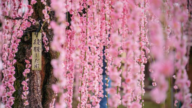 日本花季前奏曲三重縣梅花綻放不輸櫻花 玩買主意fun Idea Mall