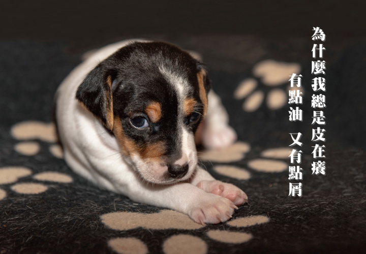 再興獸醫說 脂漏性皮膚炎介紹 巴夫