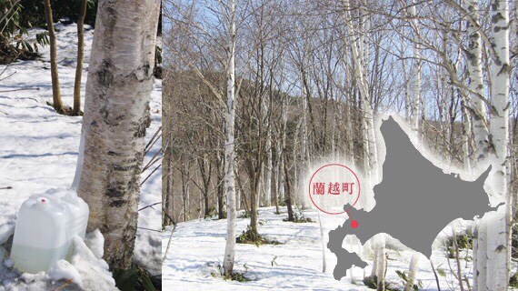 來一場北海道的白樺樹森林浴吧 Siraca From Hokkaido Rikkyo Japan Gift