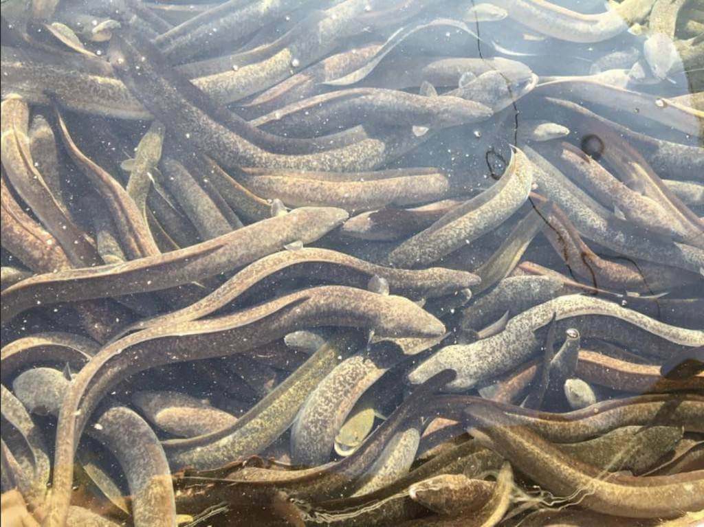 鱸鰻小教室:鱸鰻是什麼魚?推薦怎麼吃才營養?專家一次來解答 | 漁嗜嚐