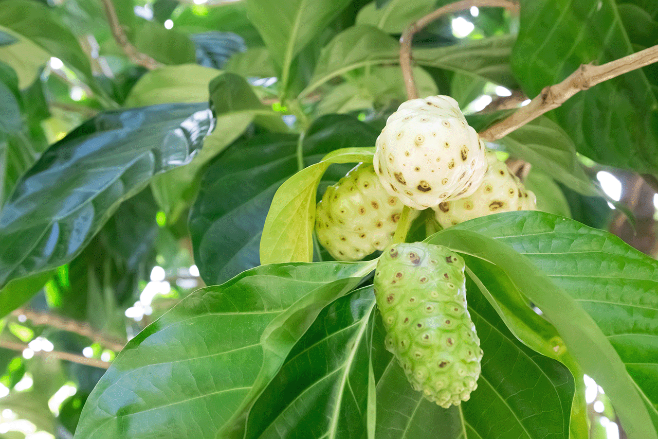 諾麗果功效03