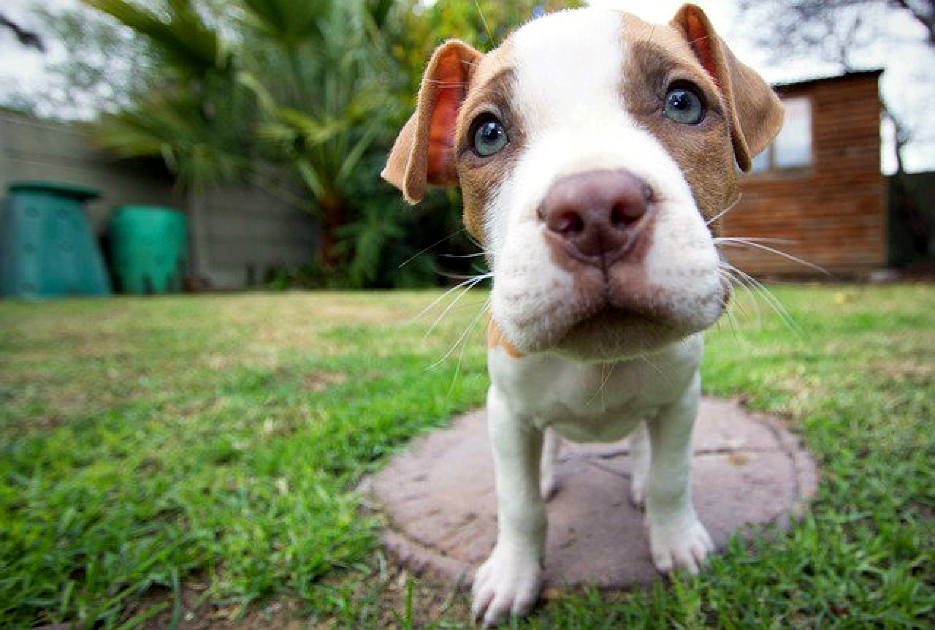 所以你的小狗多重啊？？ 我家宝贝4个半月，30磅.... 😊😊 : r/sharpei, image size:1920x1293