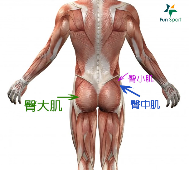<影片教學>好好鍛練臀部!這三面向仔細練,臀形就驕傲~(臀大肌、臀中肌、臀小肌)