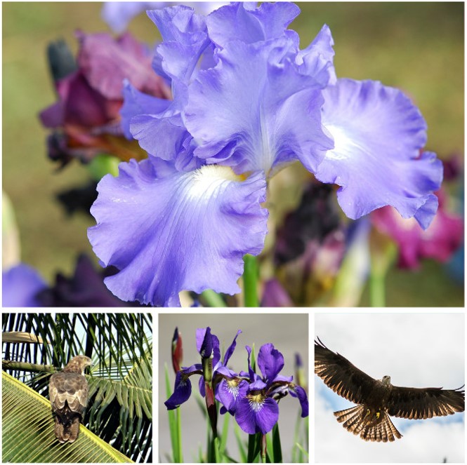 Scienaqua科水為你敷上世界 國花 法國iris鳶尾香氛 Scienaqua科水