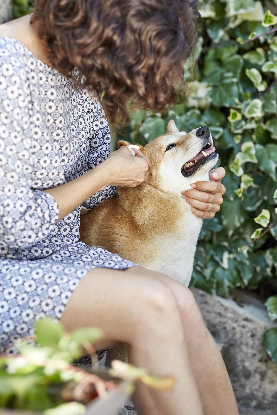 如何清理貓狗耳朵 4步驟完成毛孩耳道日常清潔 避免耳道發炎 Virbac 維克官方旗艦店