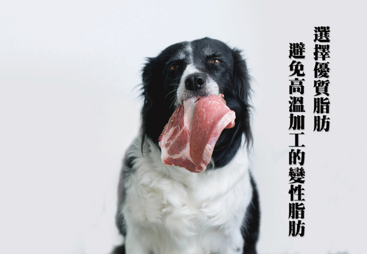再興獸醫說 脂漏性皮膚炎介紹 巴夫