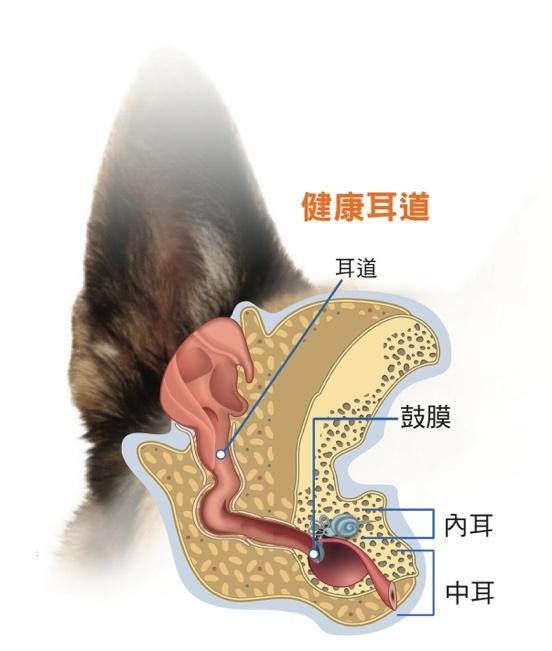 如何清理貓狗耳朵 4步驟完成毛孩耳道日常清潔 避免耳道發炎 Virbac 維克官方旗艦店