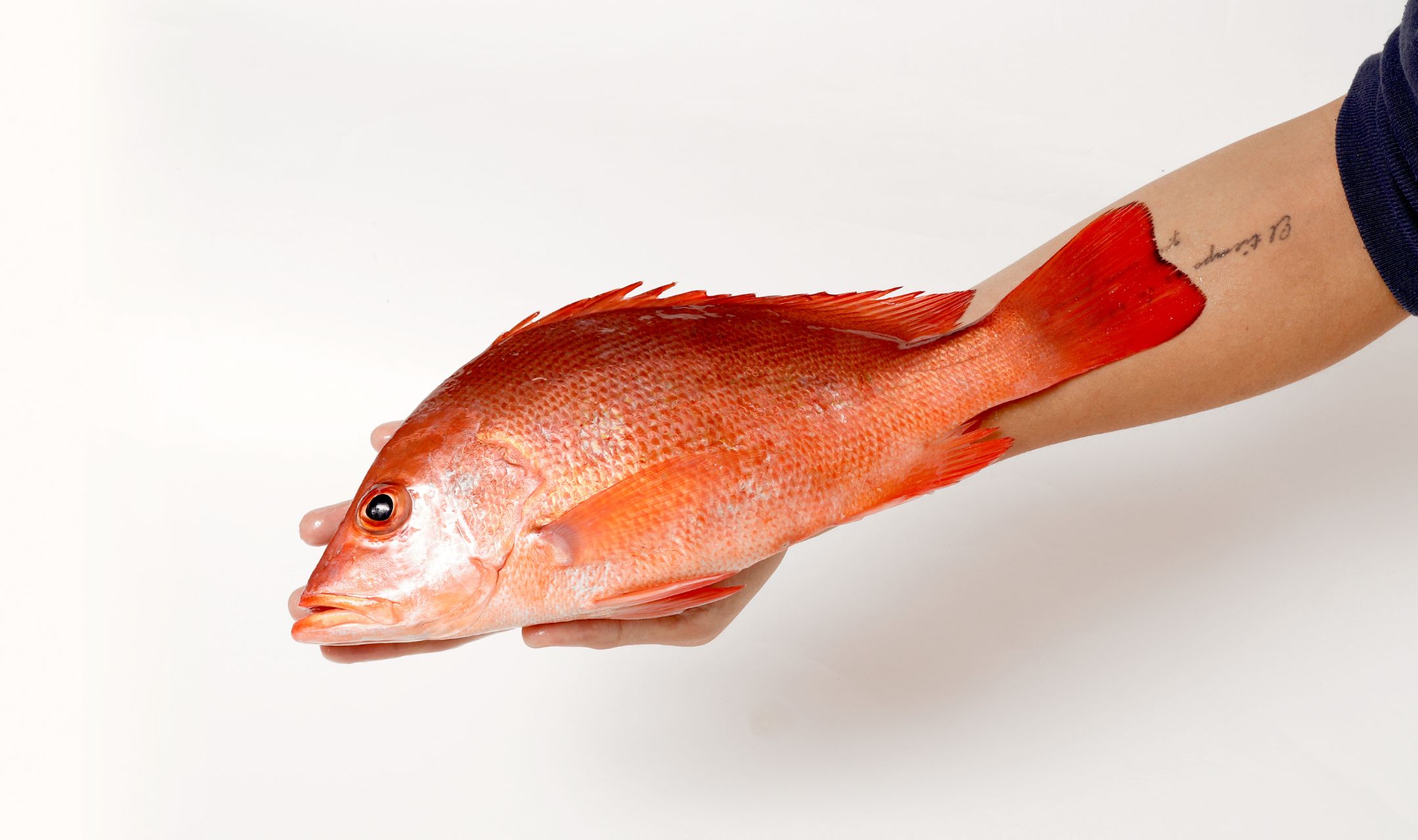 紅魚是什麼魚？紅雞母跟雞有什麼關係？老饕懂吃的紅魚料理 | Cococina楽覓炊事