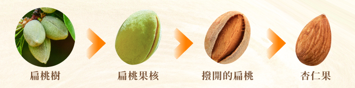 杏仁果營養價值|每日攝取量與挑選保存技巧 | 每日優果官方網站