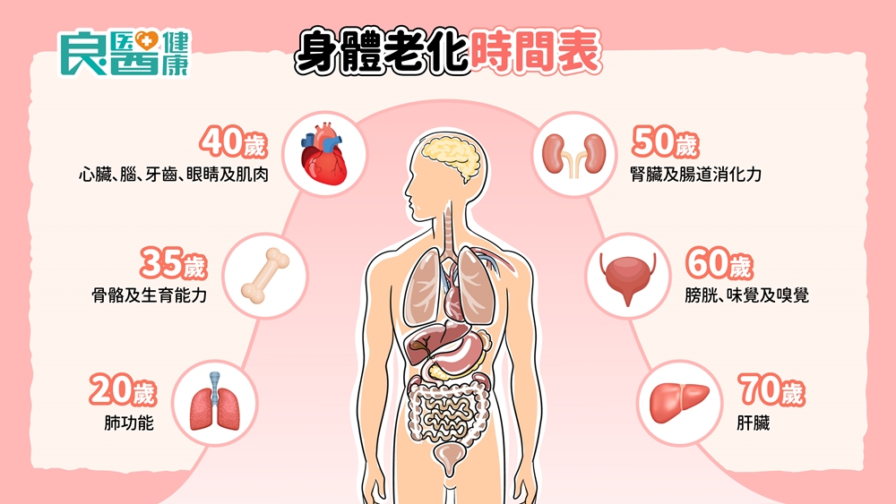 【好文分享】身體老化有那些指標?各年齡層「老化指標」懶人包 | bgreen就是綠運動家具商城