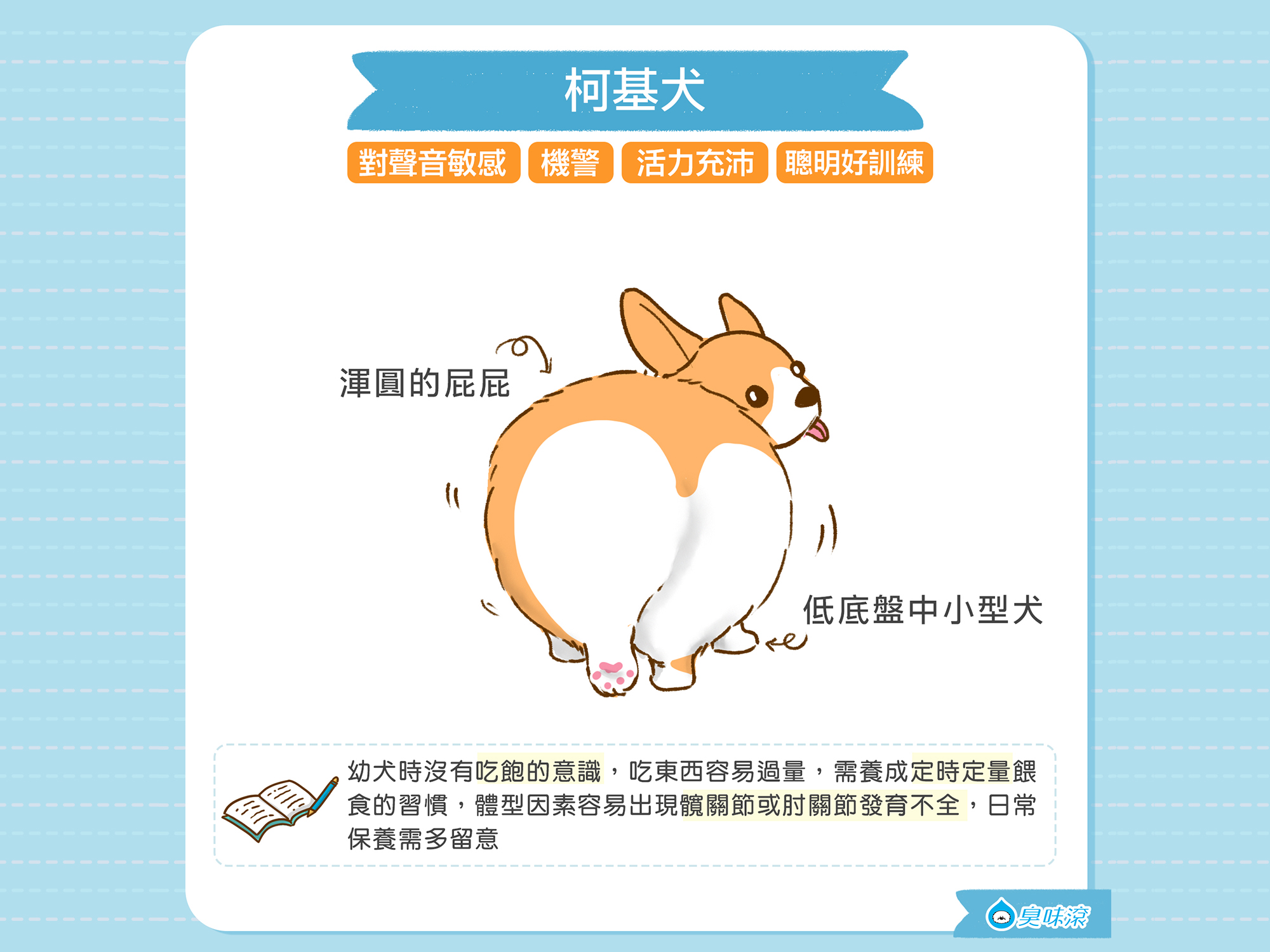 常見狗狗品種-中小型犬篇| 臭味滾ODOUT