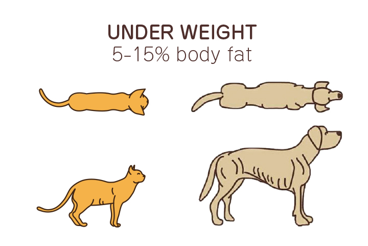 寵物知識 毛孩身材判別 巴夫 寵物知識 毛孩身材判別 巴夫