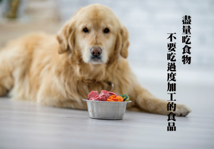 再興獸醫說 脂漏性皮膚炎介紹 巴夫